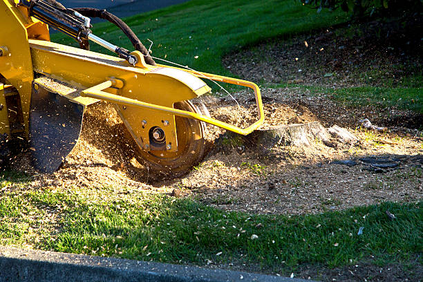 Best Artificial Turf Installation  in Darnestown, MD